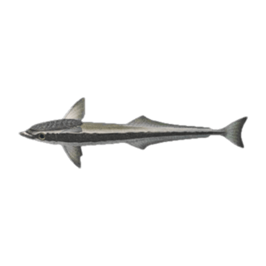 Suckerfish