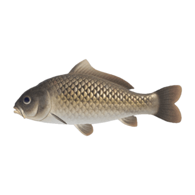 Carp