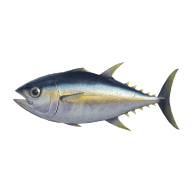 Tuna