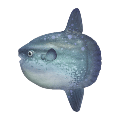 Ocean Sunfish