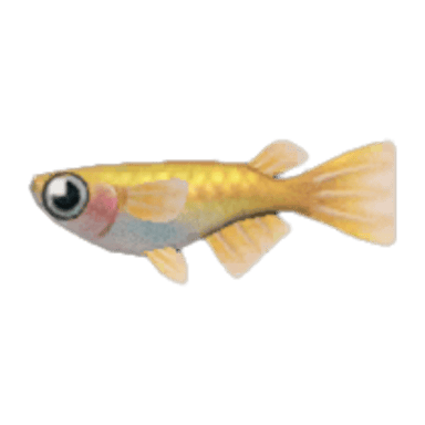 Killifish