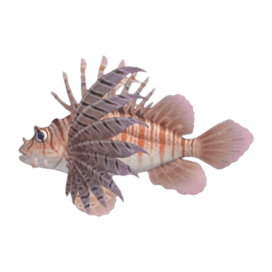 Zebra Turkeyfish