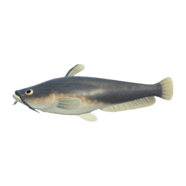 Catfish