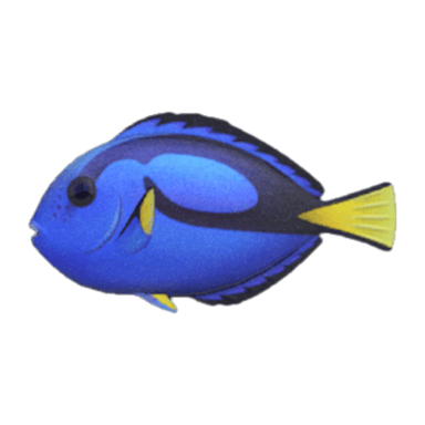 Surgeonfish