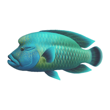 Napoleonfish