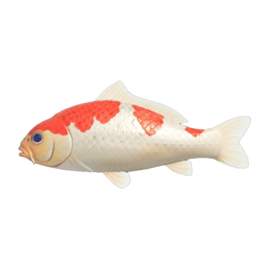 Koi