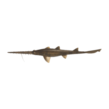Saw Shark
