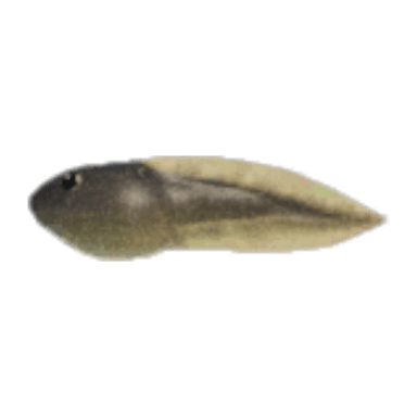 Tadpole