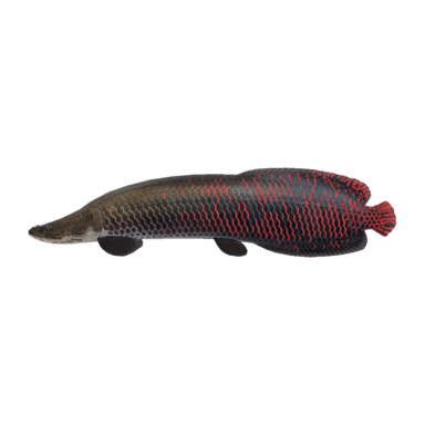 Arapaima