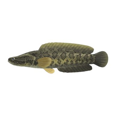 Giant Snakehead