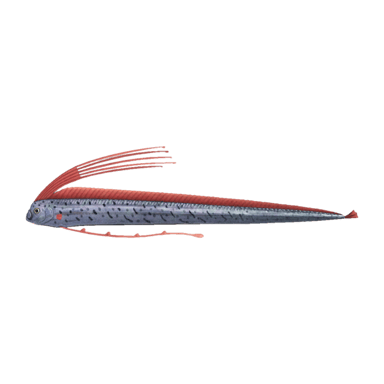 Oarfish