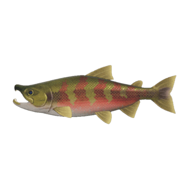 Salmon