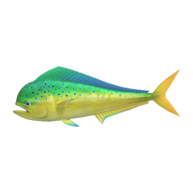 Mahi-Mahi