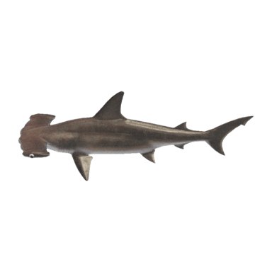 Hammerhead Shark