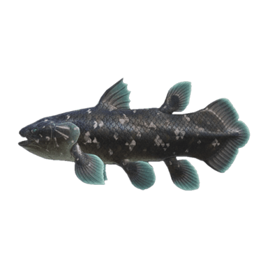 Coelacanth