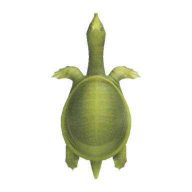 Soft-Shelled Turtle