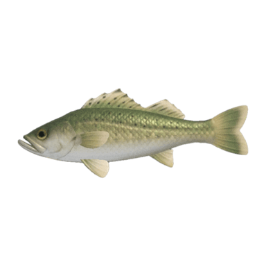 Sea Bass