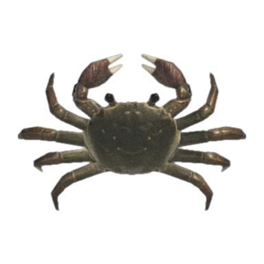 Mitten Crab