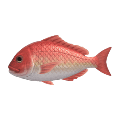 Red Snapper