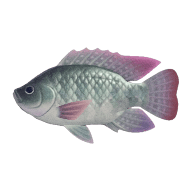 Tilapia