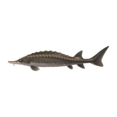 Sturgeon