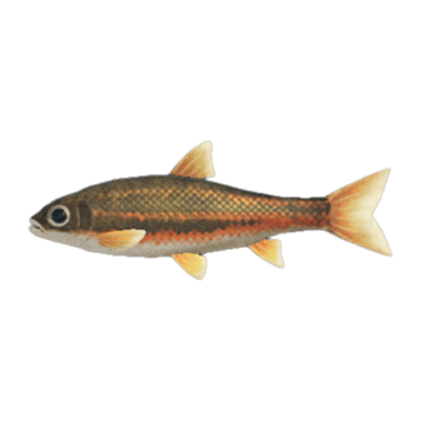 Dace
