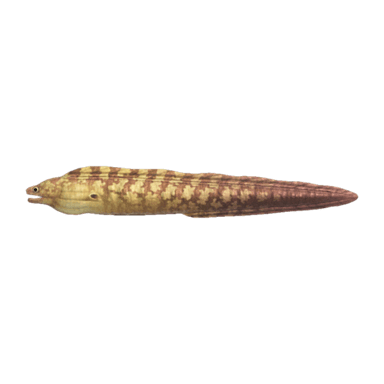 Moray Eel