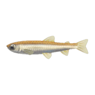 Pond Smelt