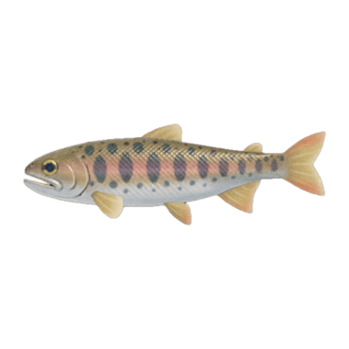 Cherry Salmon