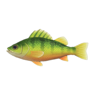 Yellow Perch