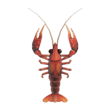 Crawfish