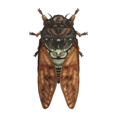 Brown Cicada