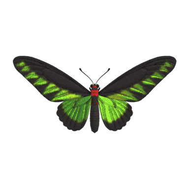 Rajah Brooke's Birdwing