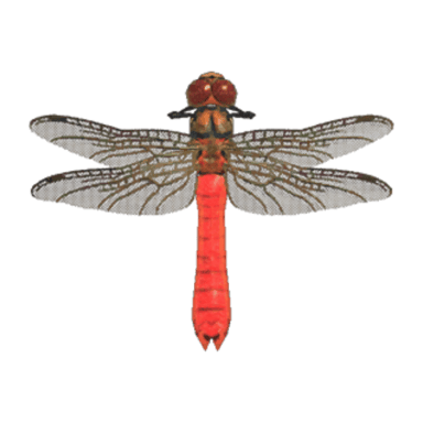 Red Dragonfly