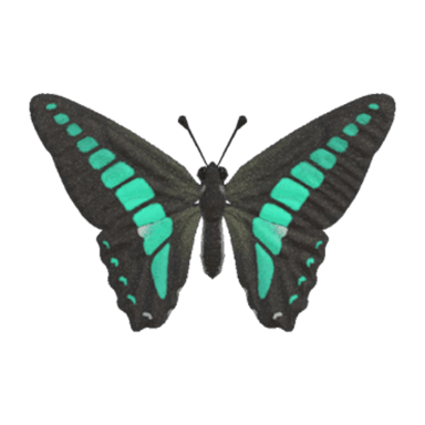 Common Bluebottle