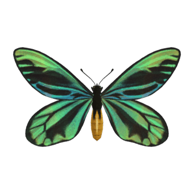 Queen Alexandra's Birdwing