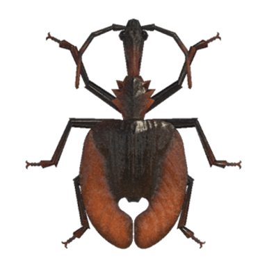 Violin Beetle