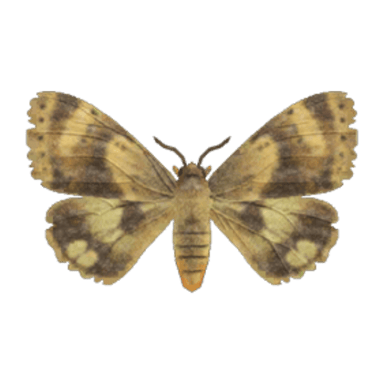 Moth