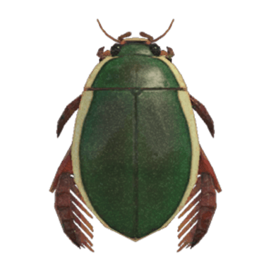 Diving Beetle