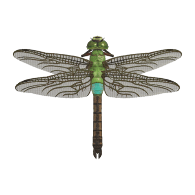 Darner Dragonfly
