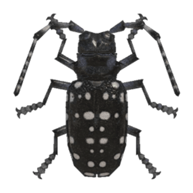 Citrus Long-Horned Beetle