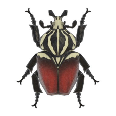Goliath Beetle