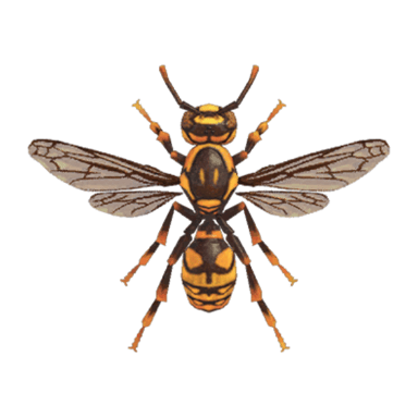 Wasp
