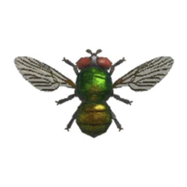Fly