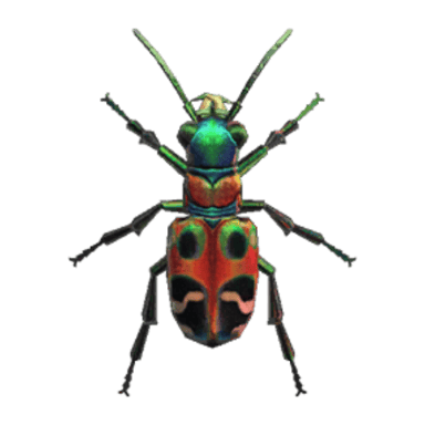Tiger Beetle