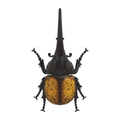 Horned Hercules