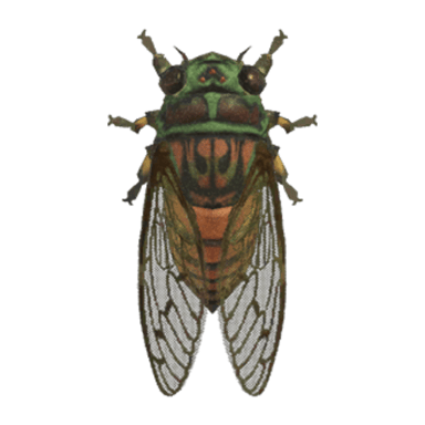 Evening Cicada