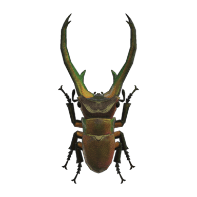 Cyclommatus Stag
