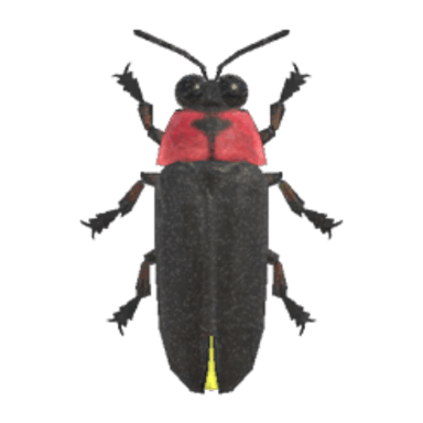Firefly