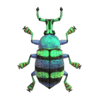 Blue Weevil Beetle
